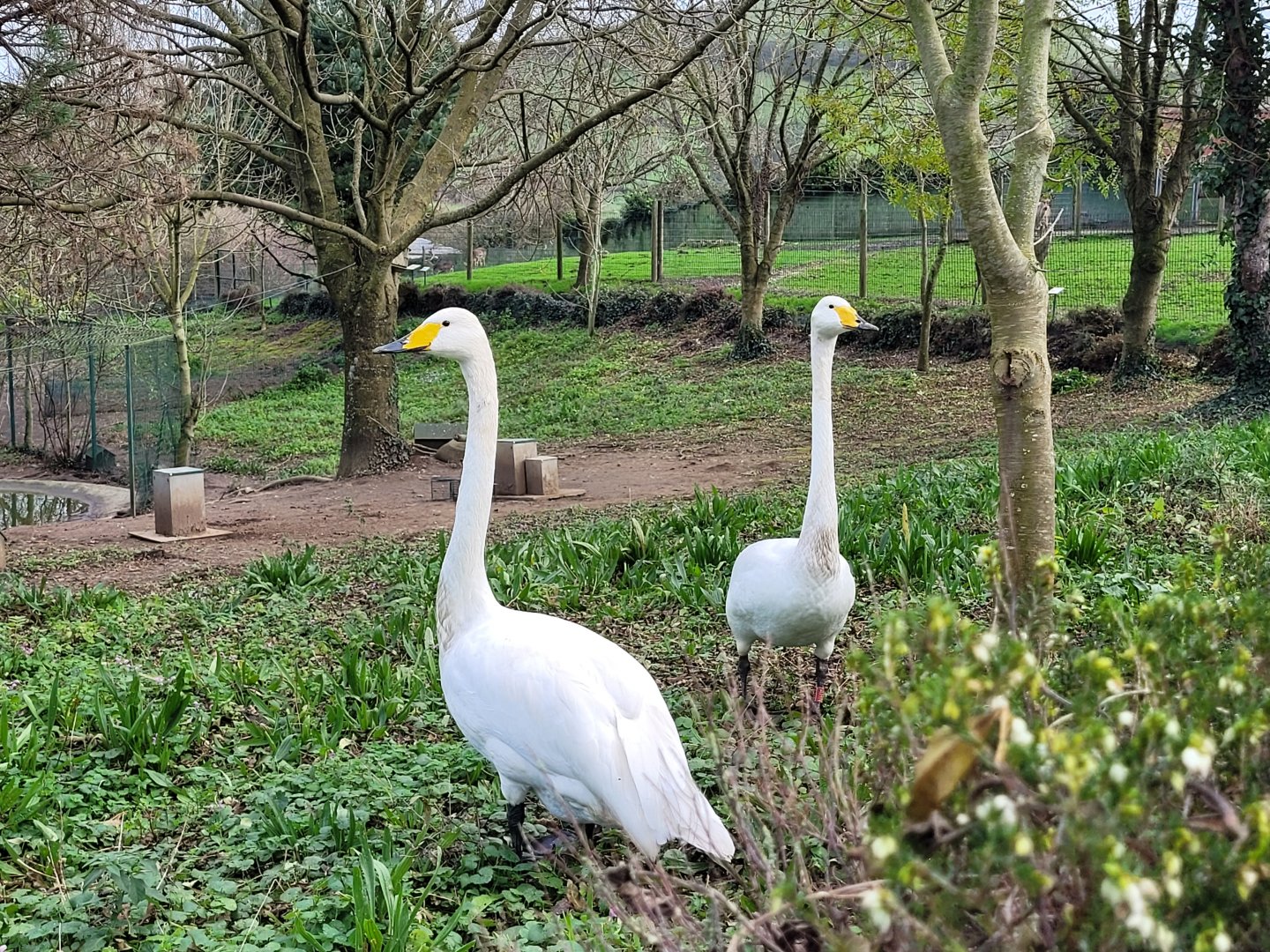 Whooper swan -Zoo de Santillana del Mar (2023)