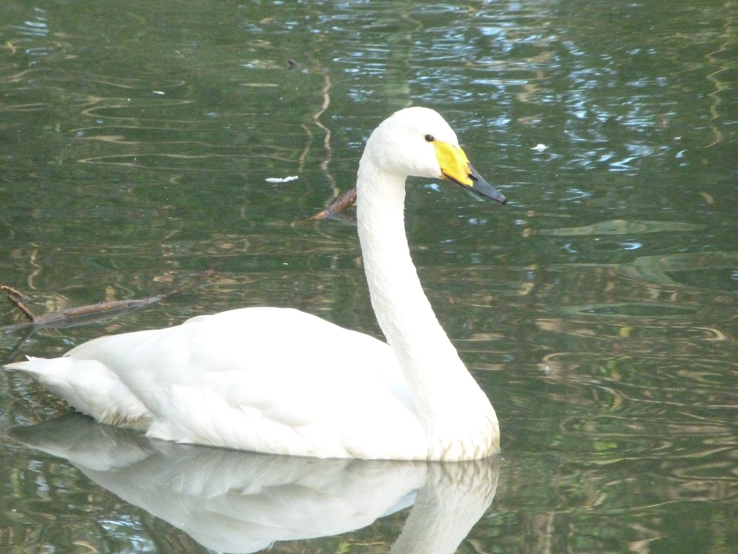 Whooper swan -Zoo de Santillana del Mar (2024)