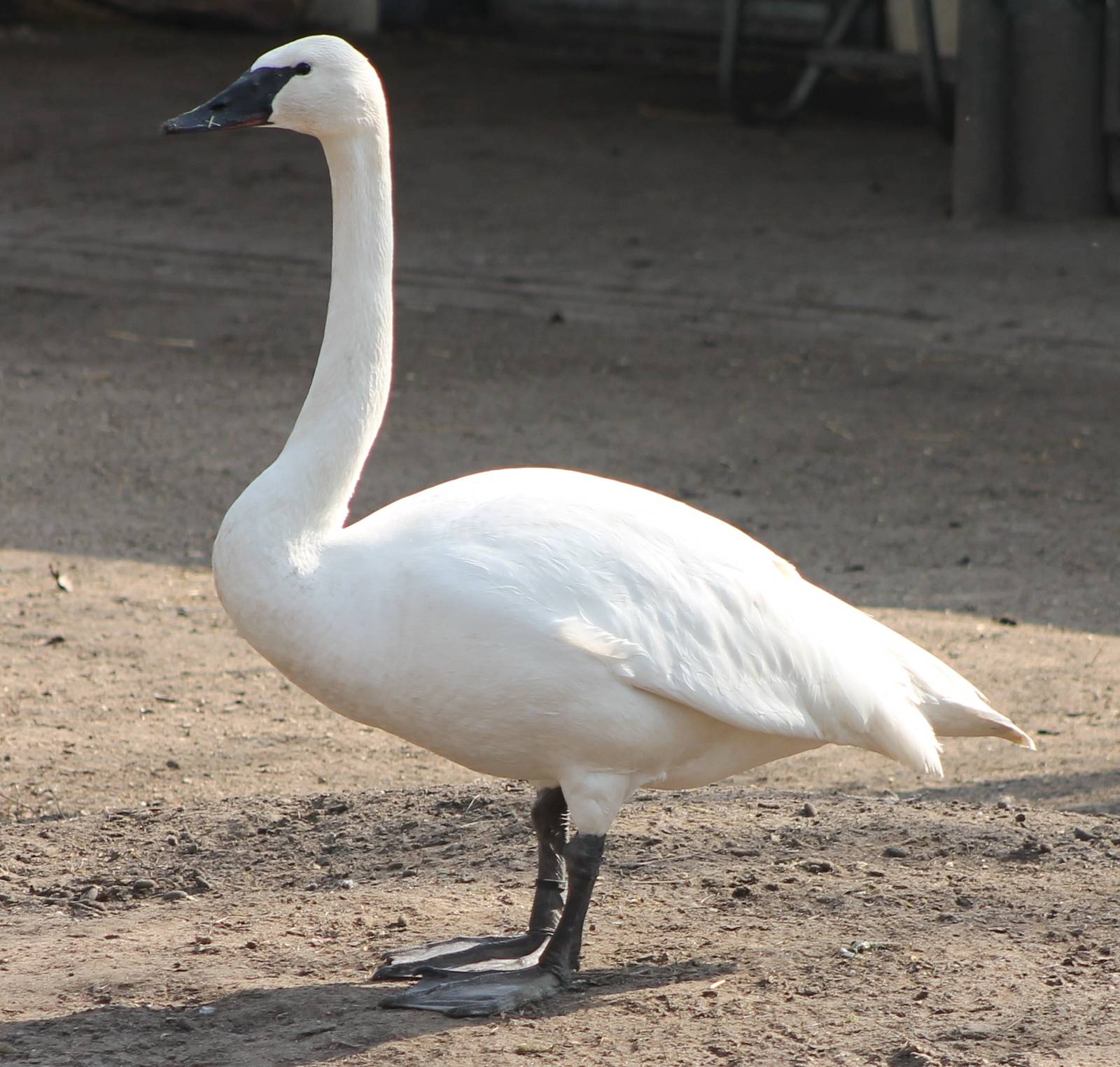 whooper swan
