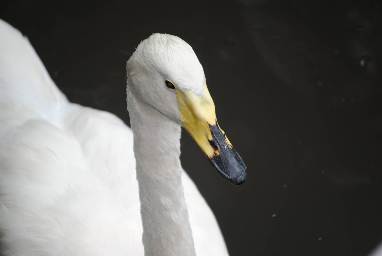 Whooper Swan