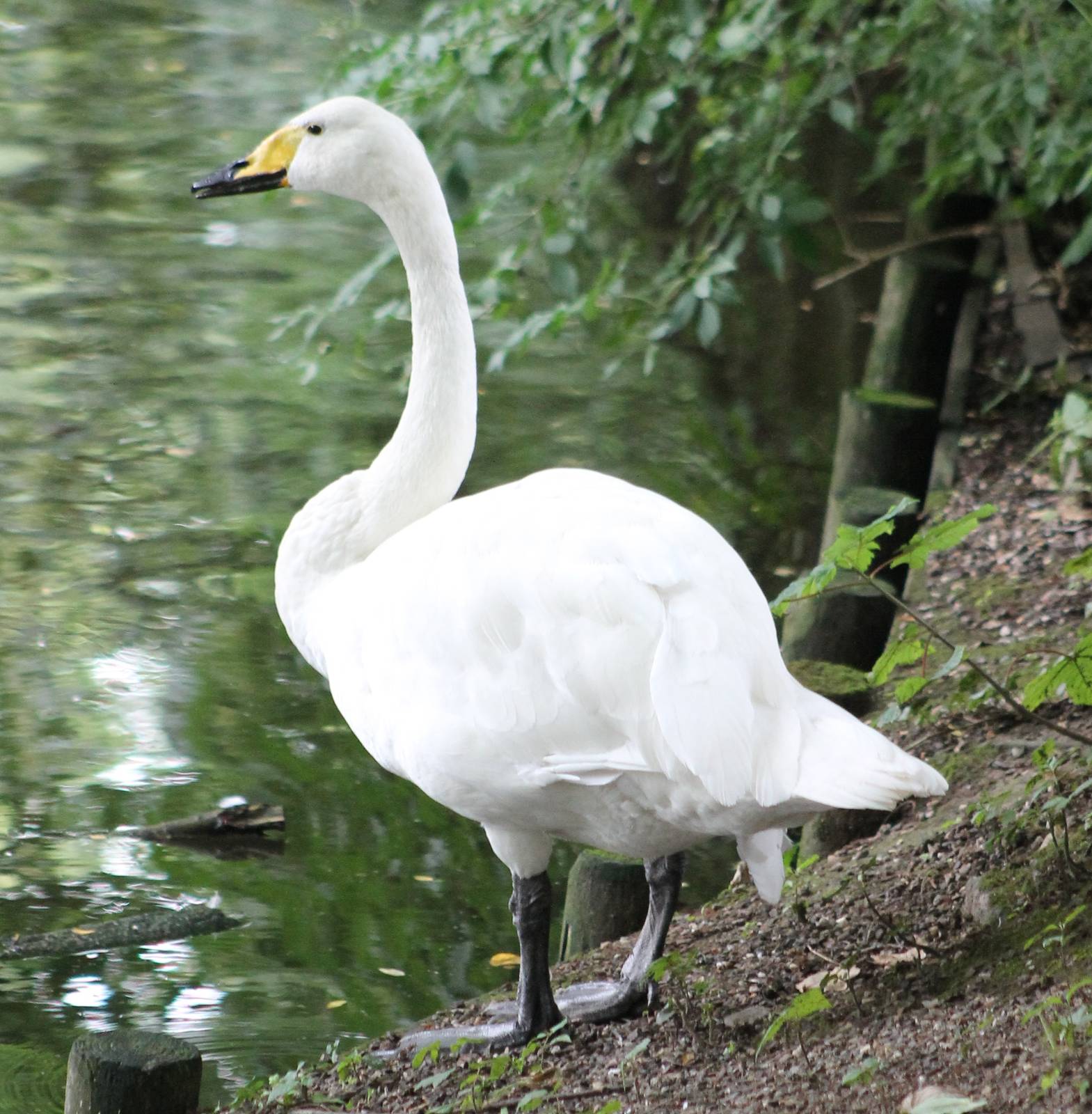 Whooper swan