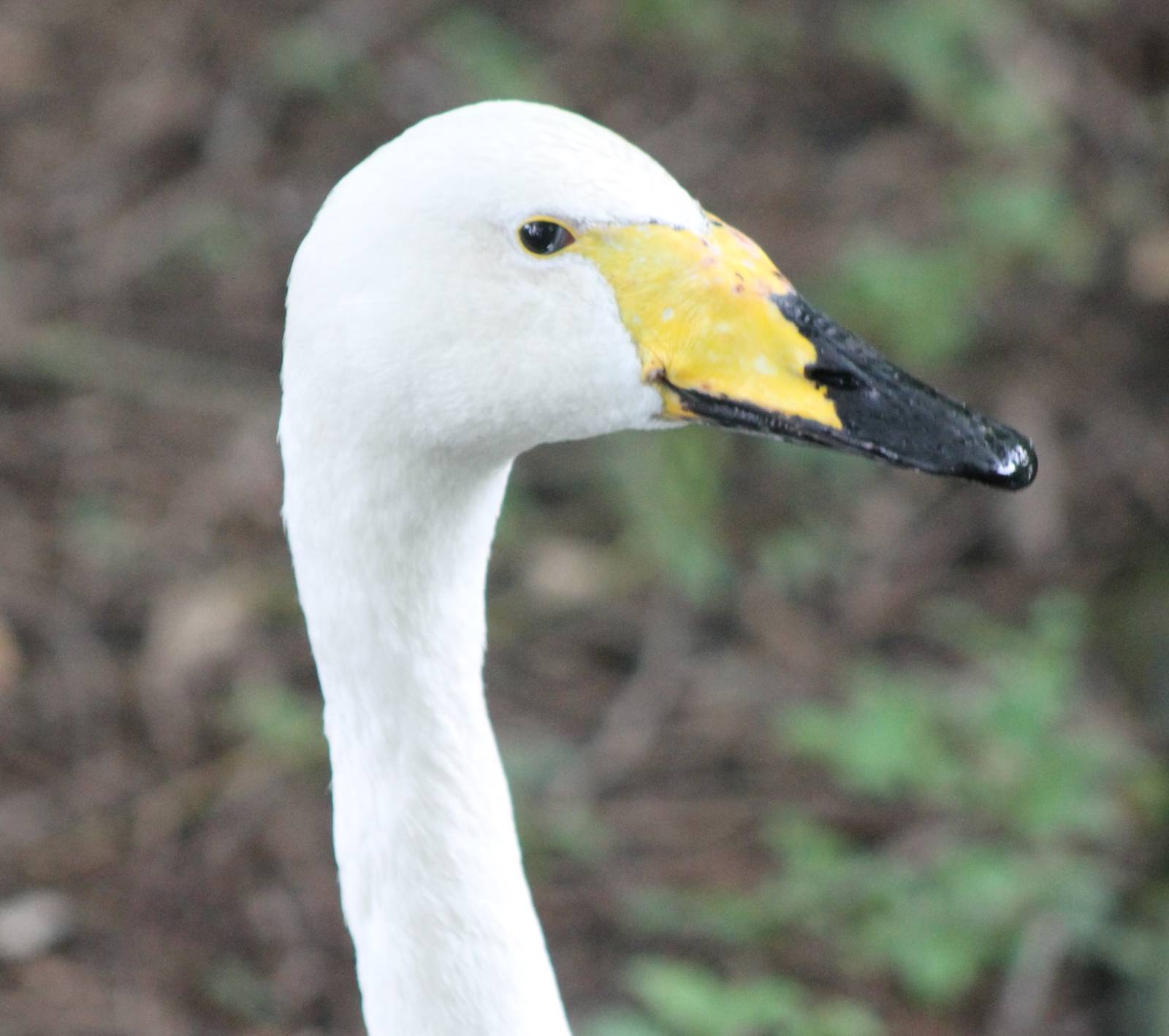 Whooper swan