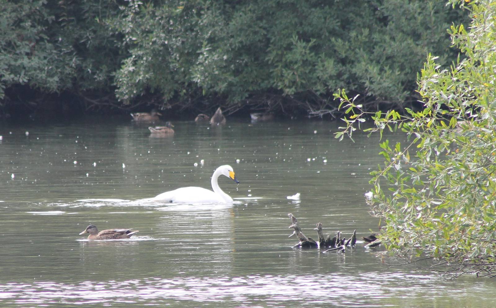 Whooper swan