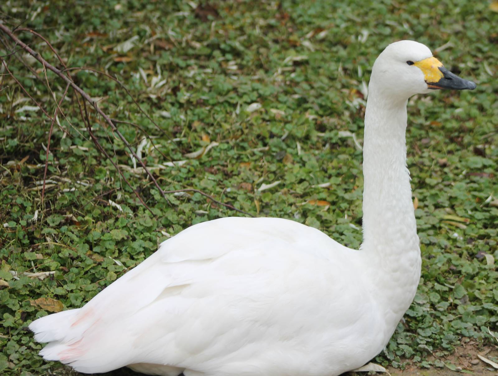 Whooper swan