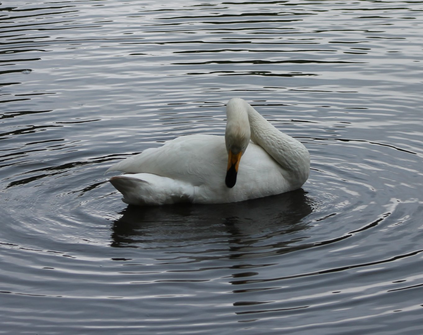 Whooper swan