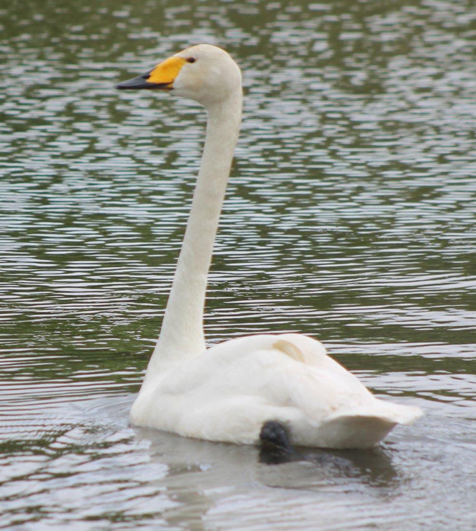 Whooper swan
