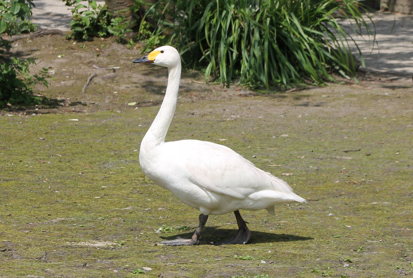Whooper swan