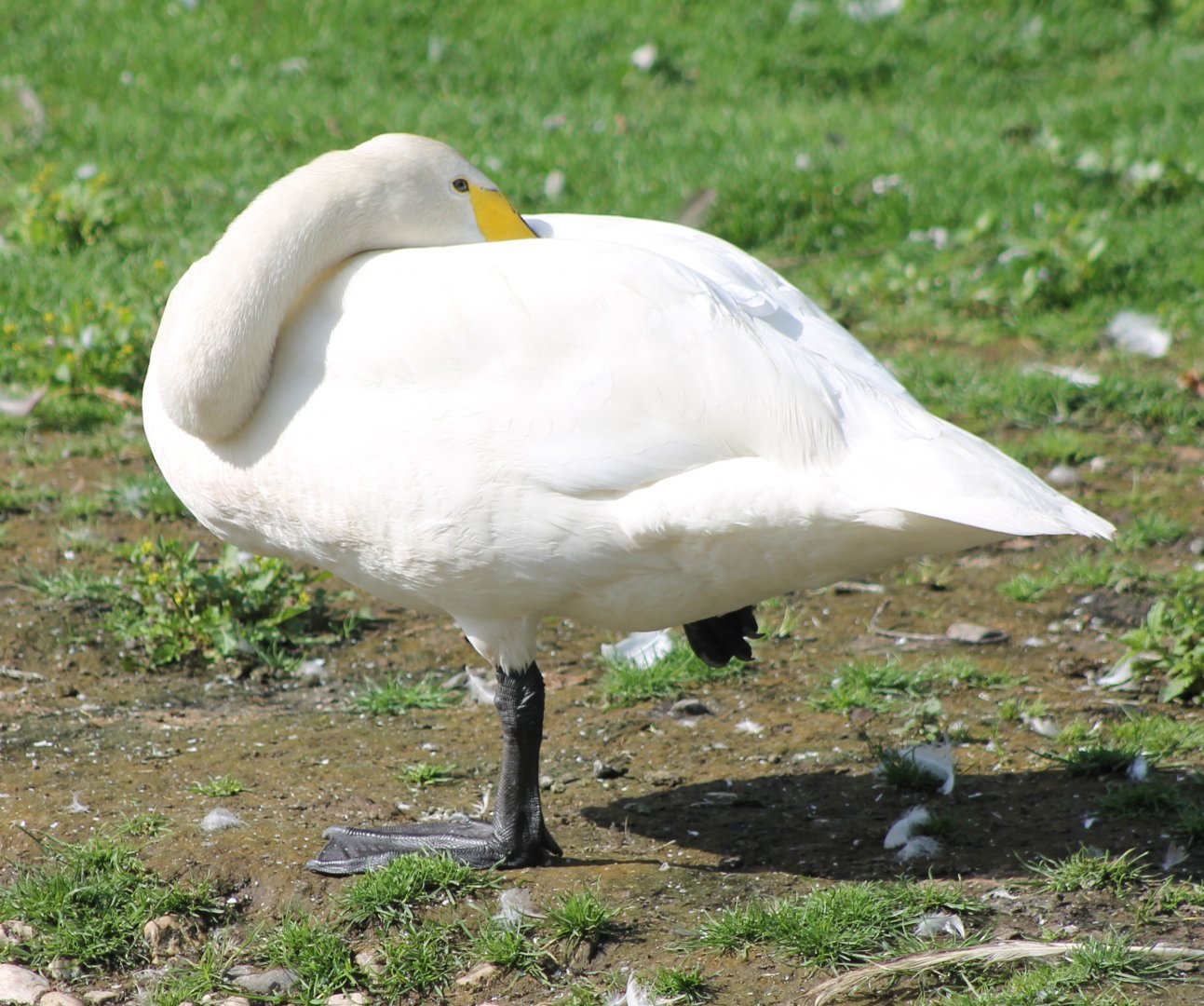 Whooper swan