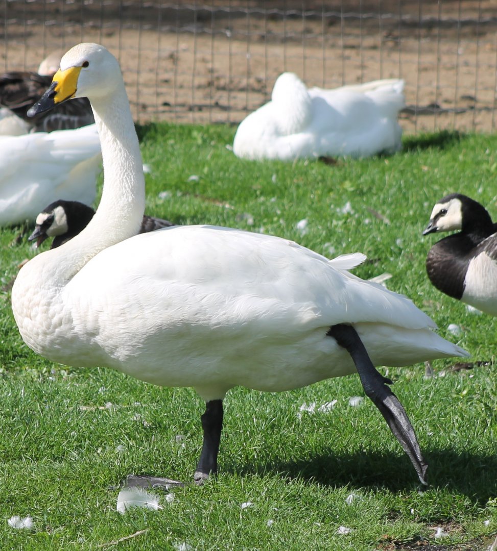 Whooper swan
