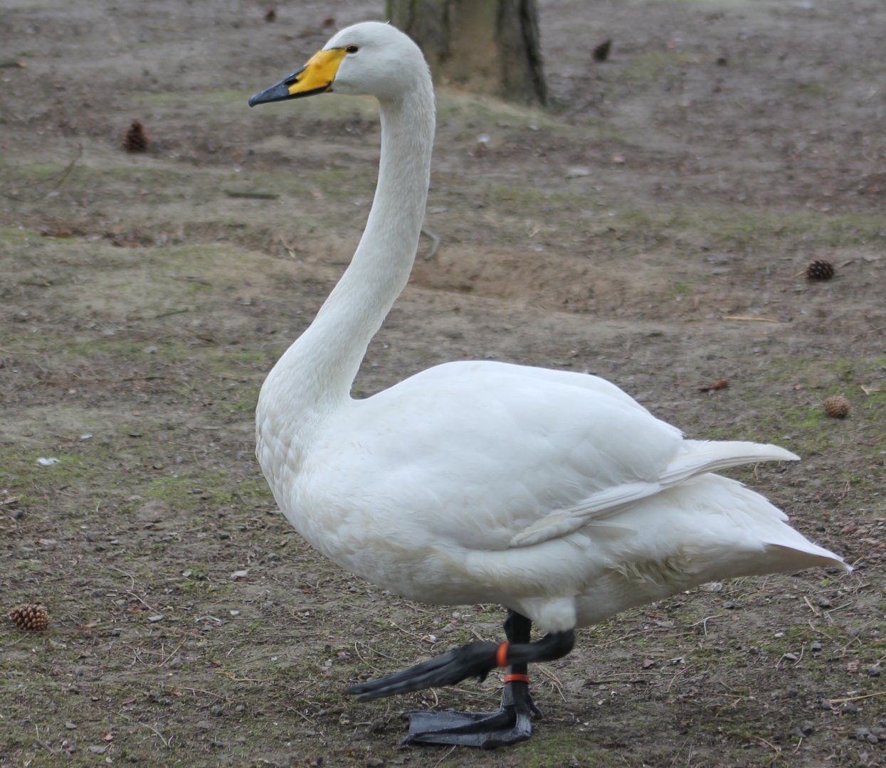 Whooper swan