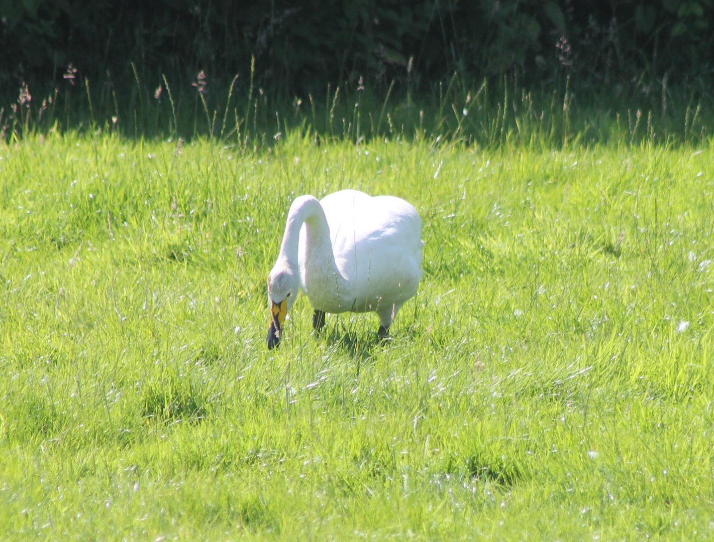 Whooper swan