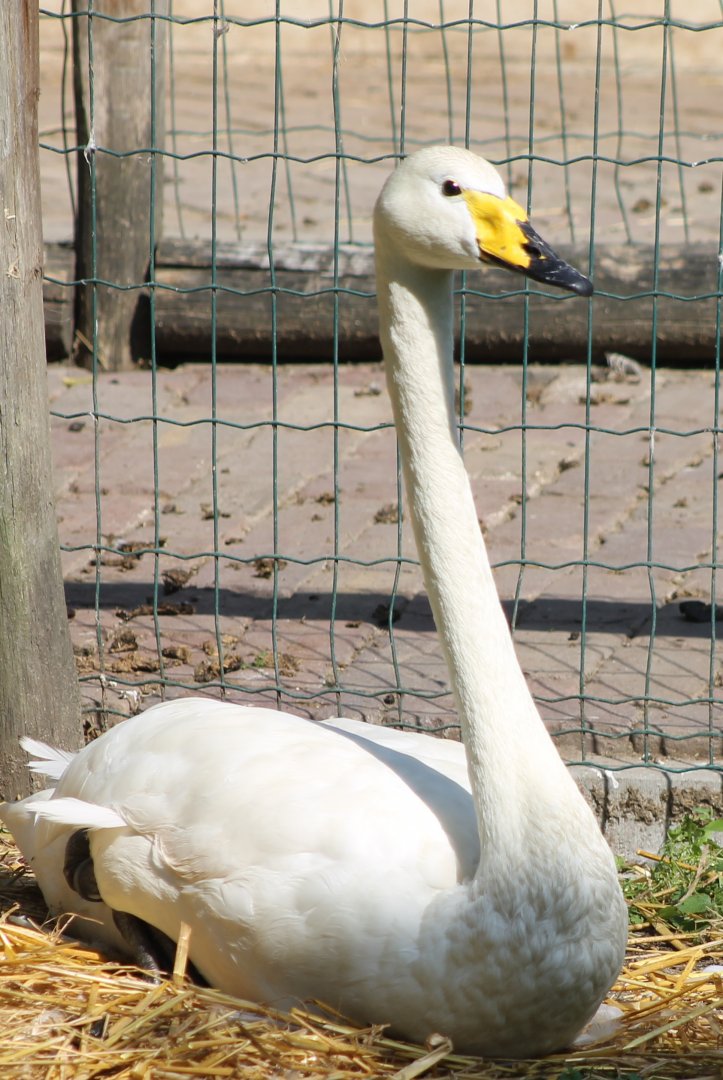 Whooper swan