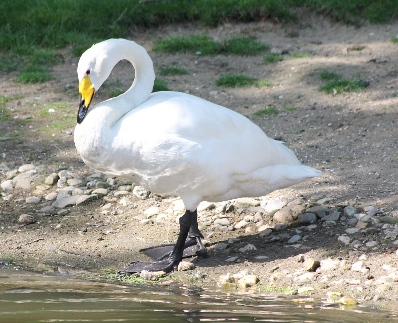 Whooper swan