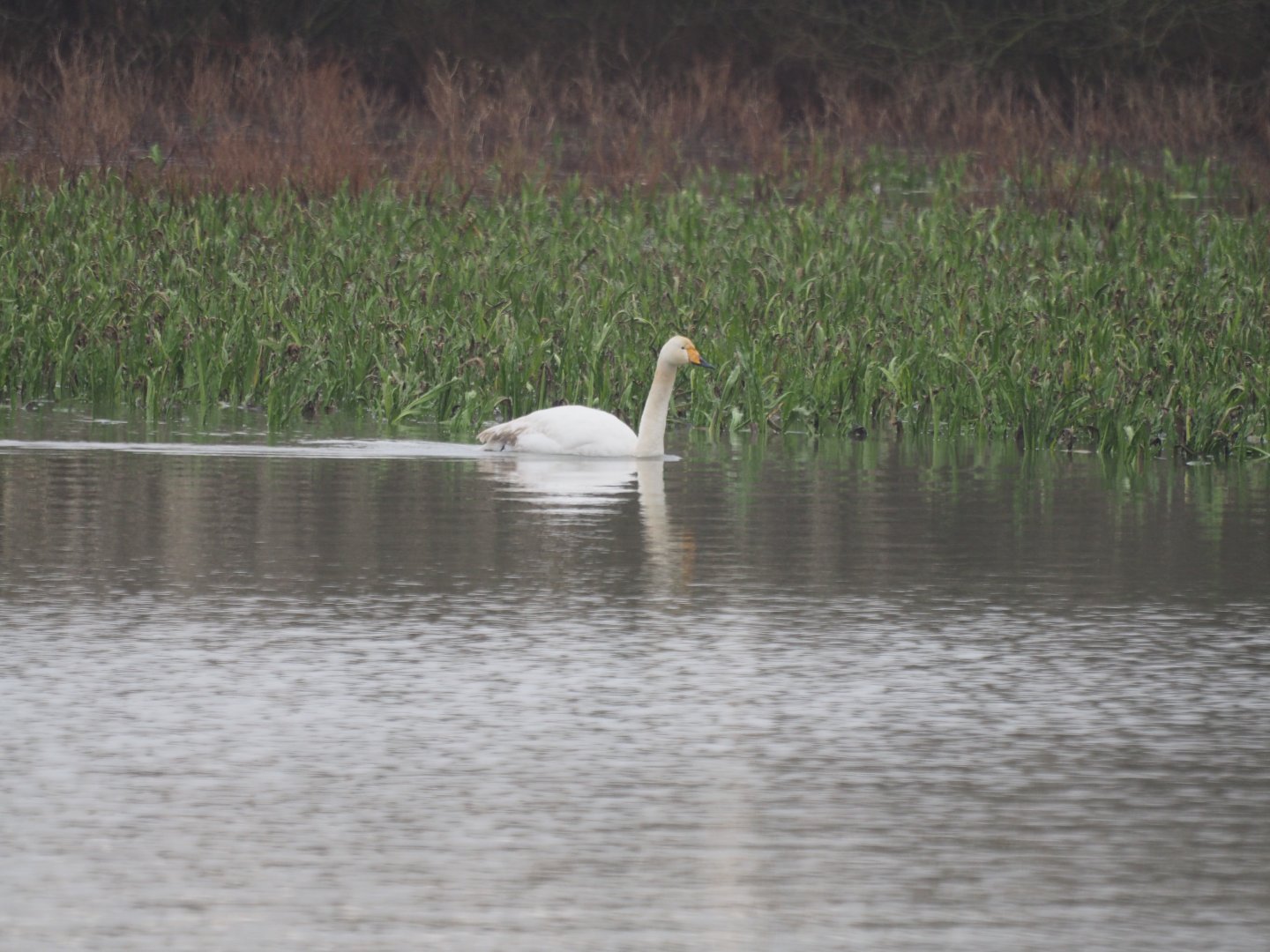 Whooper Swan