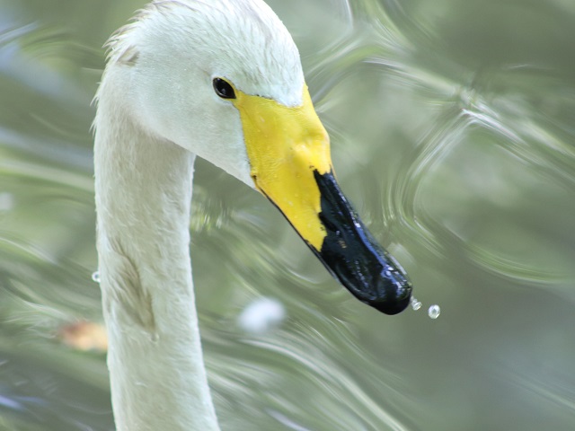Whooper Swan
