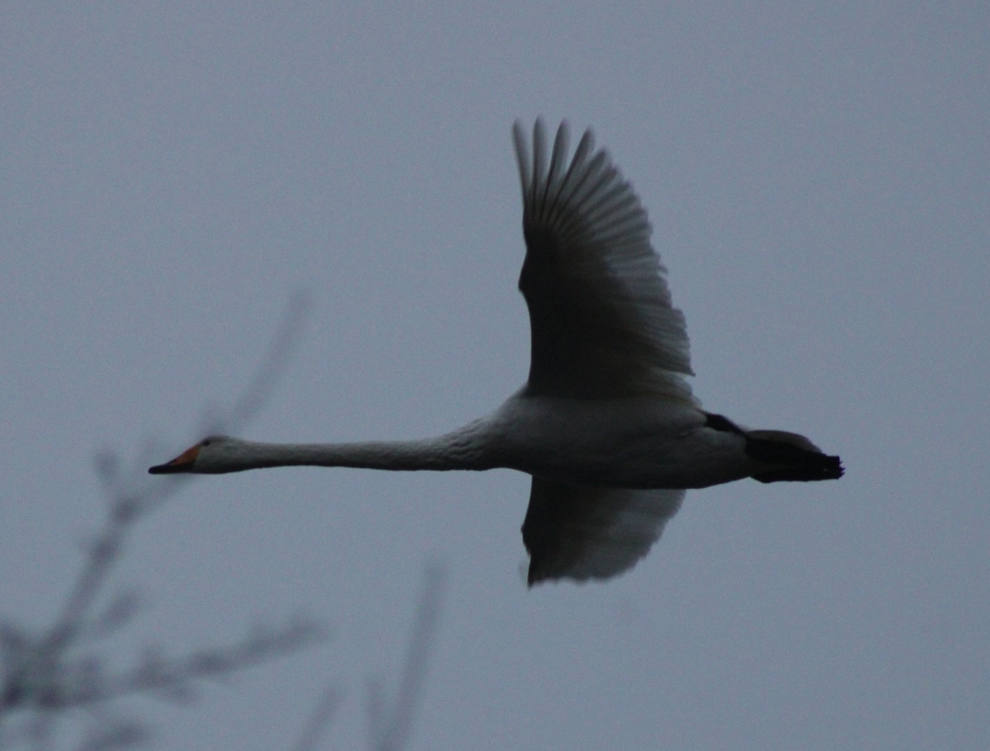 Whooper swan
