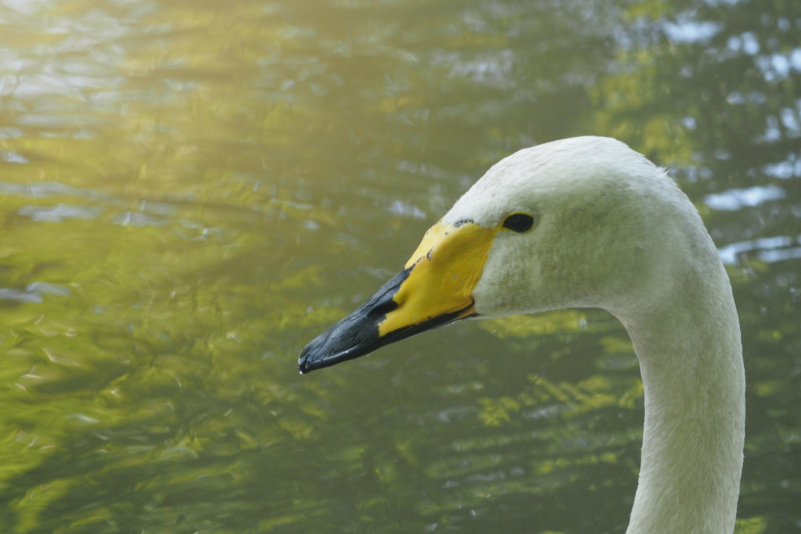 Whooper swan