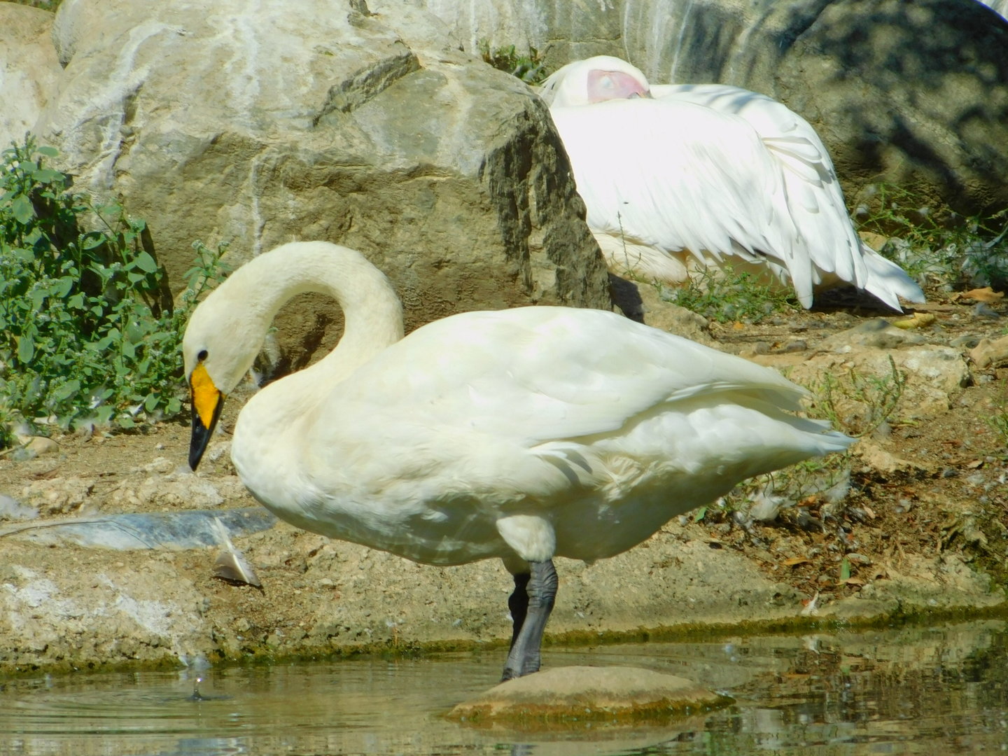 Whooper Swan
