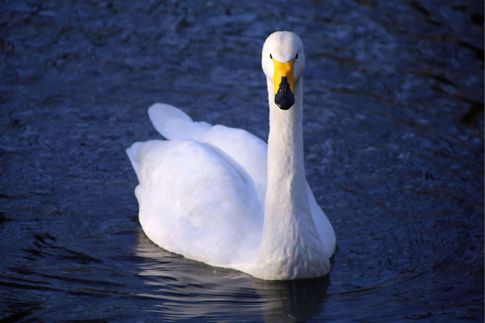Whooper Swan