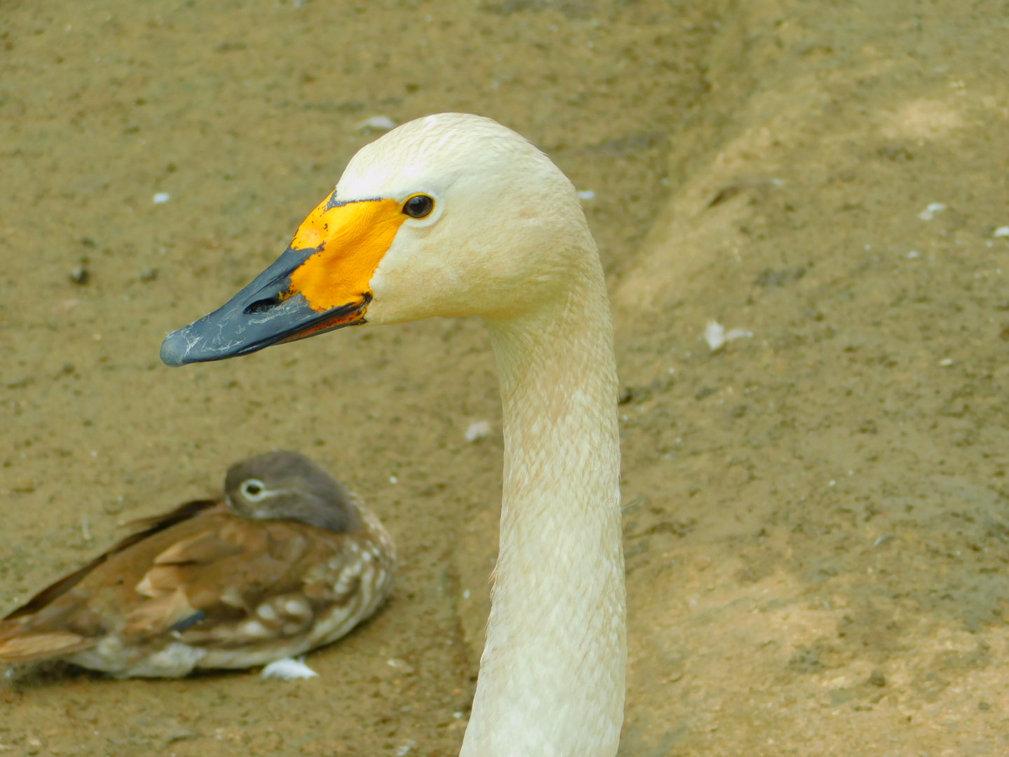 Whooper Swan