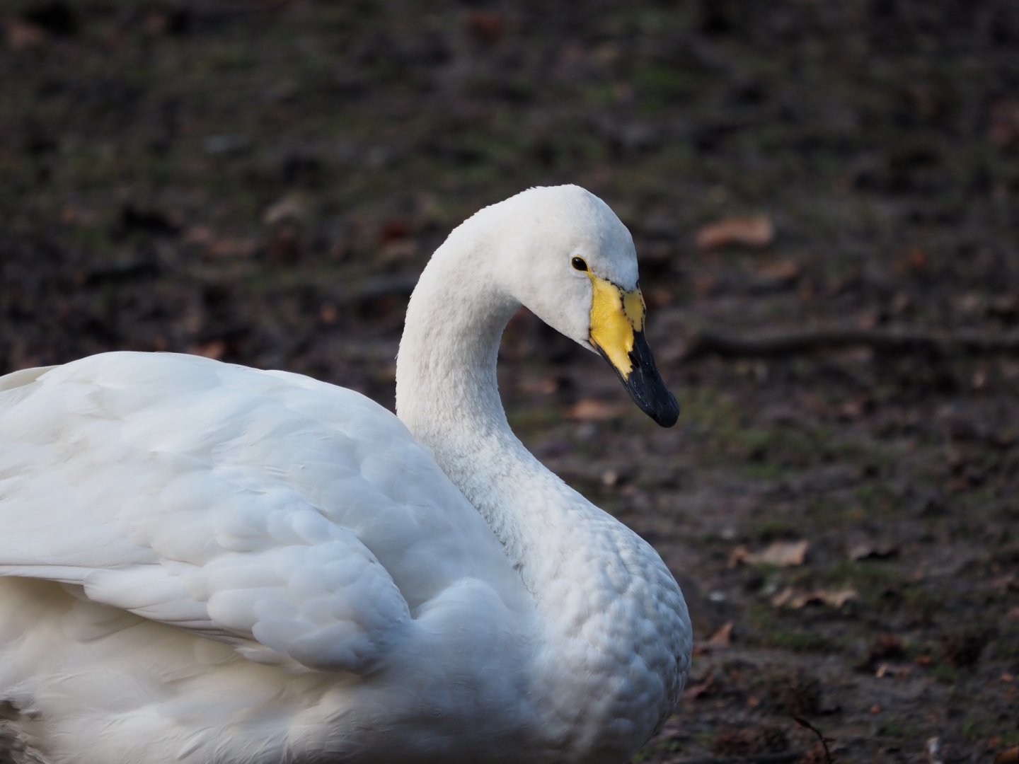 Whooper Swan