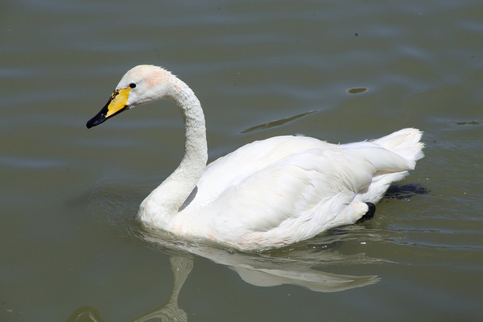 Whooper Swan