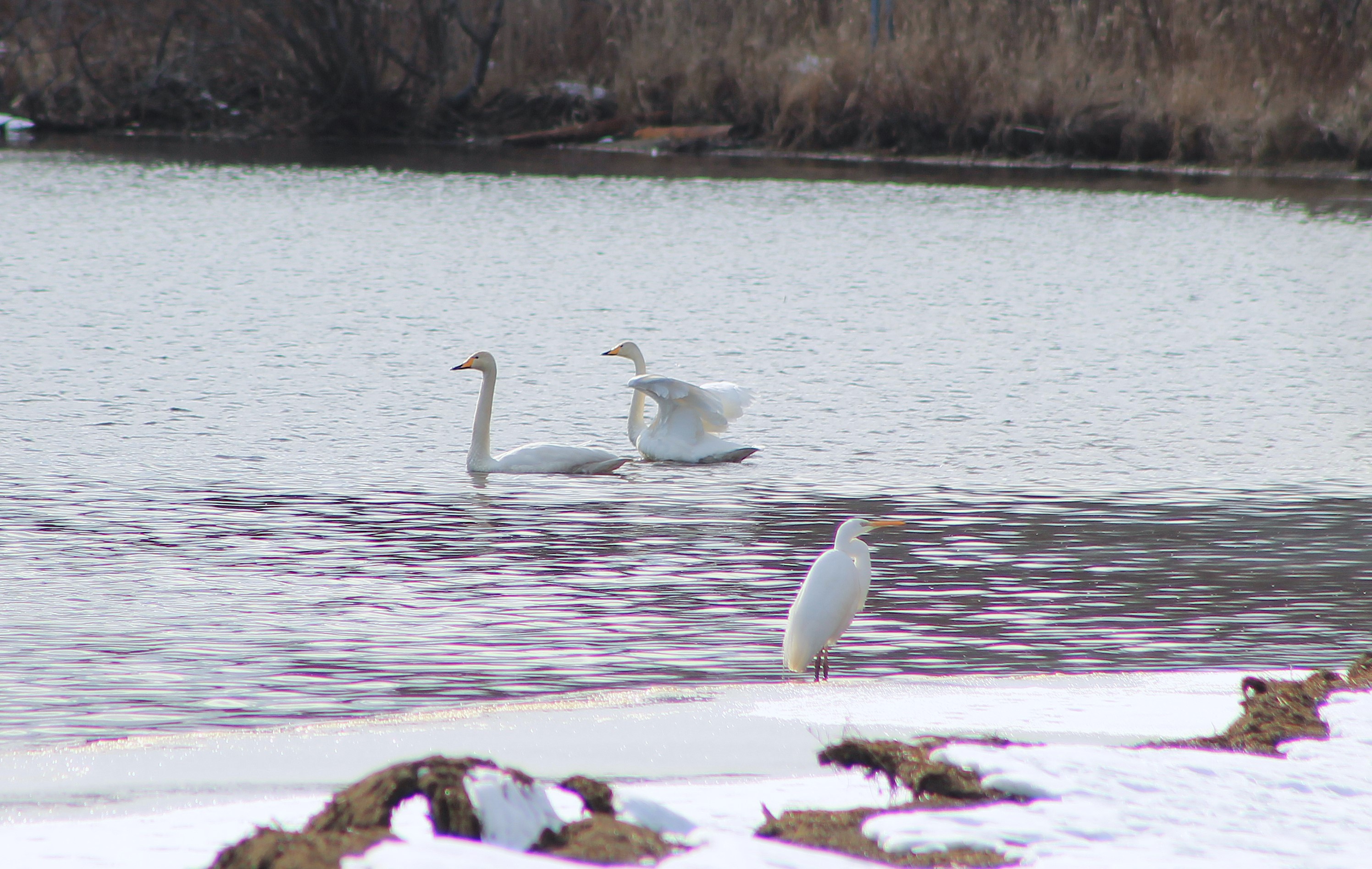 Whooper Swans and Great Egret