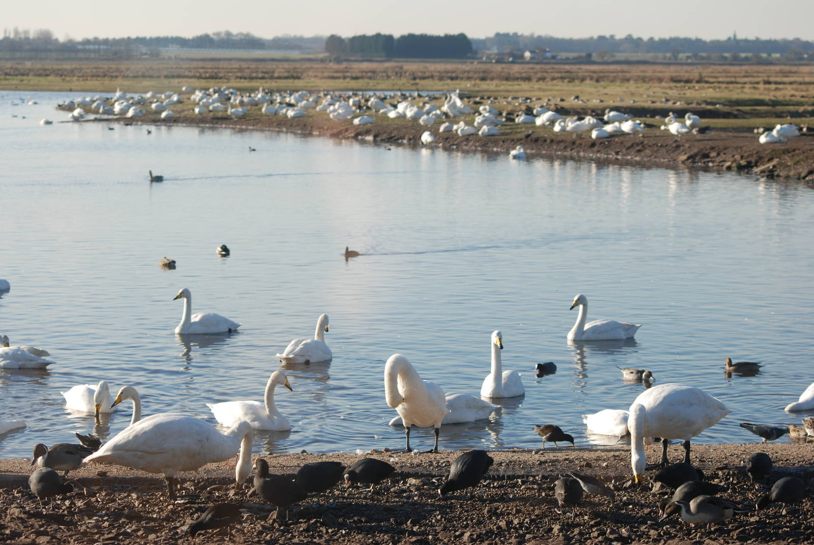 Whooper Swans (and Others) at Martin Mere, 28/01/11