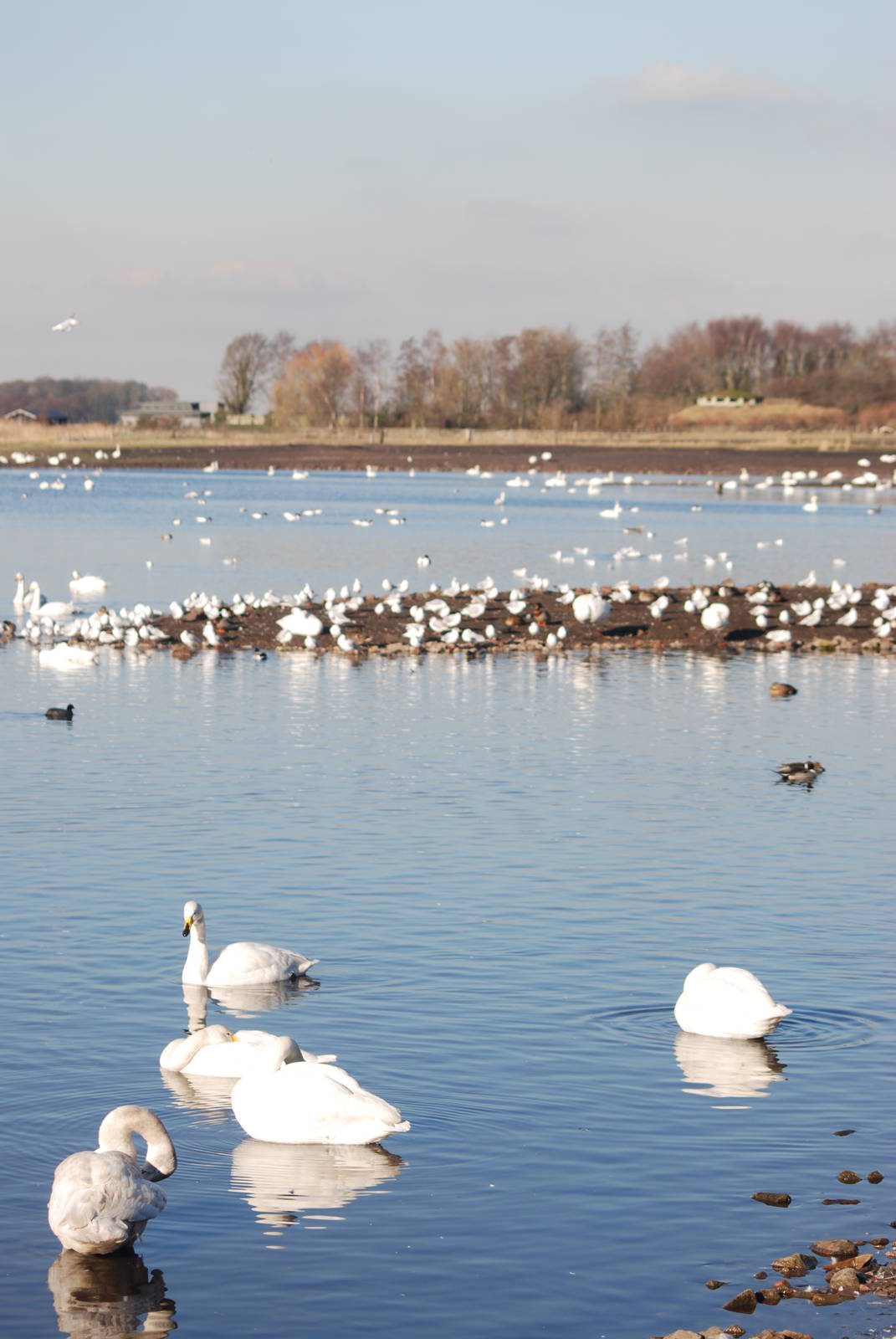 Whooper Swans at Martin Mere, 28/01/11