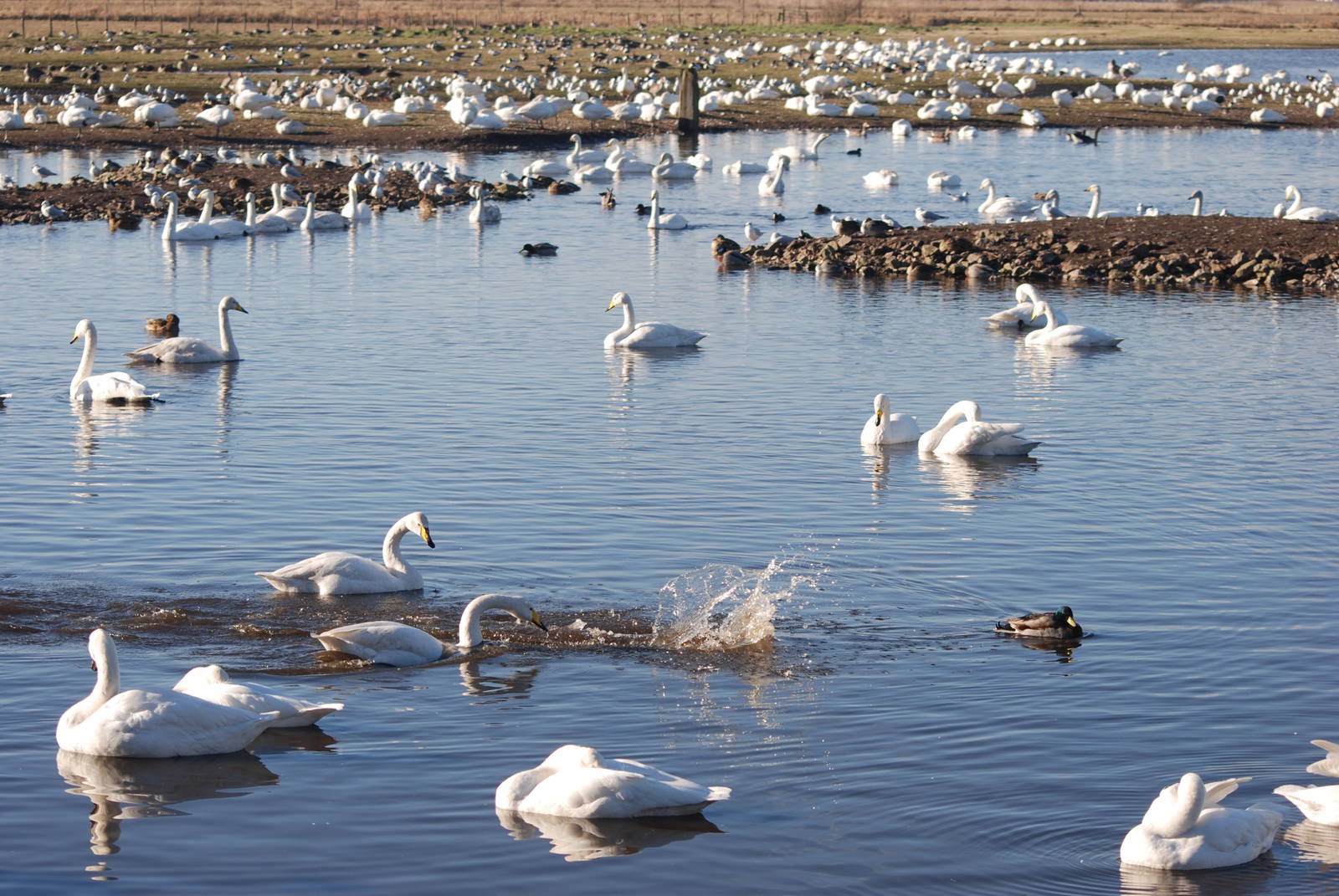 Whooper Swans at Martin Mere, 28/01/11