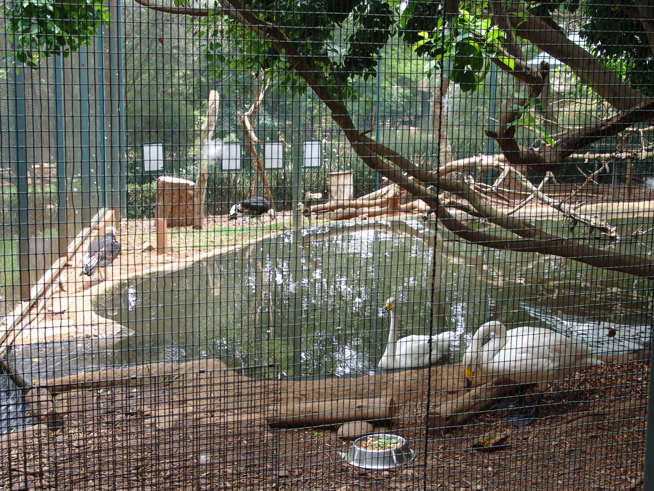 Whooper Swans (Cygnus cygnus) and White-headed Vultures (Trigonoceps occipi