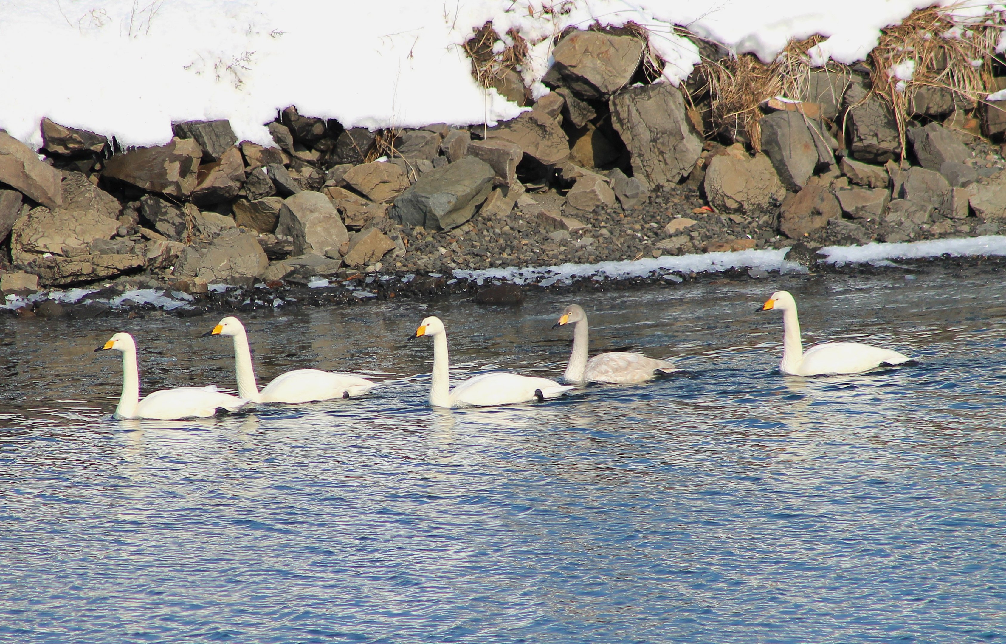 Whooper Swans (Cygnus cygnus)