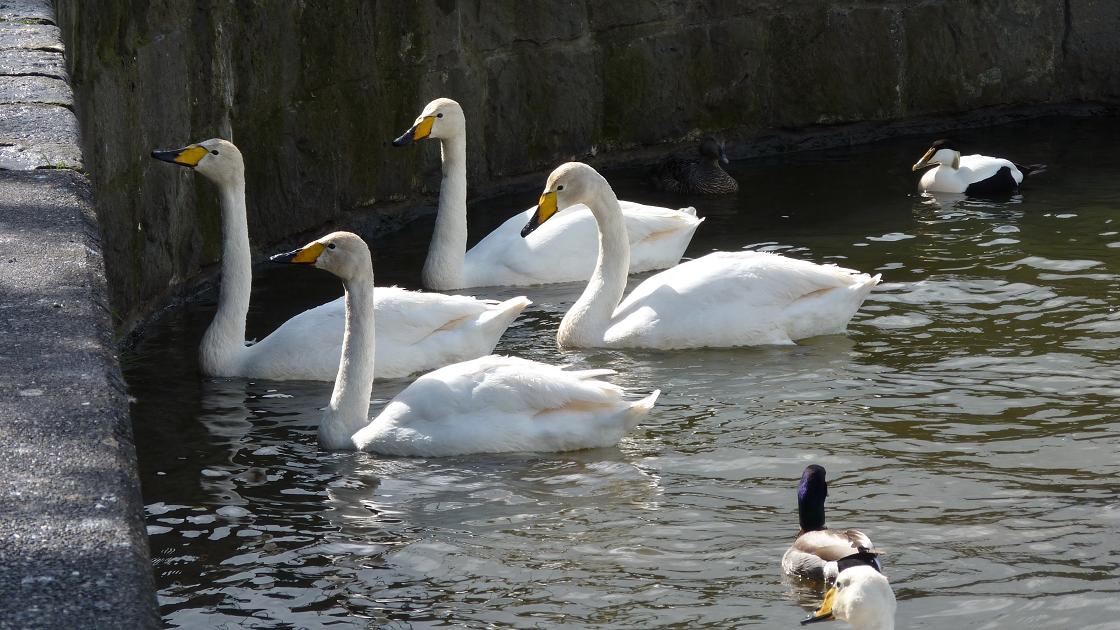 Whooper Swans, Eider and Mallard