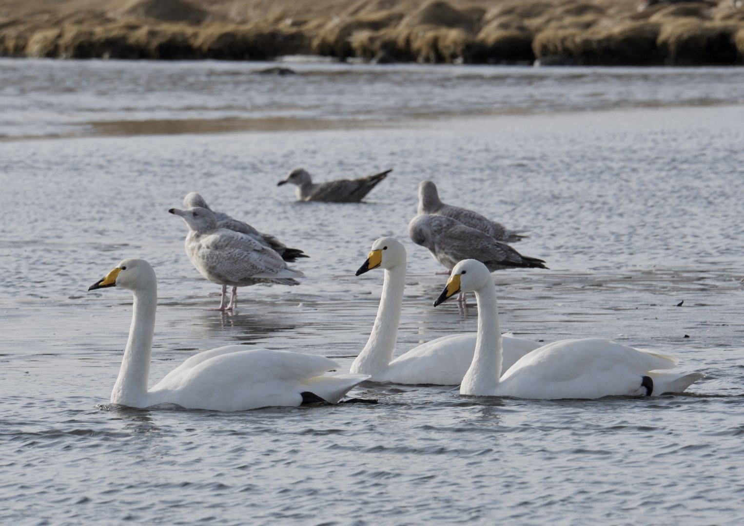 Whooper swans