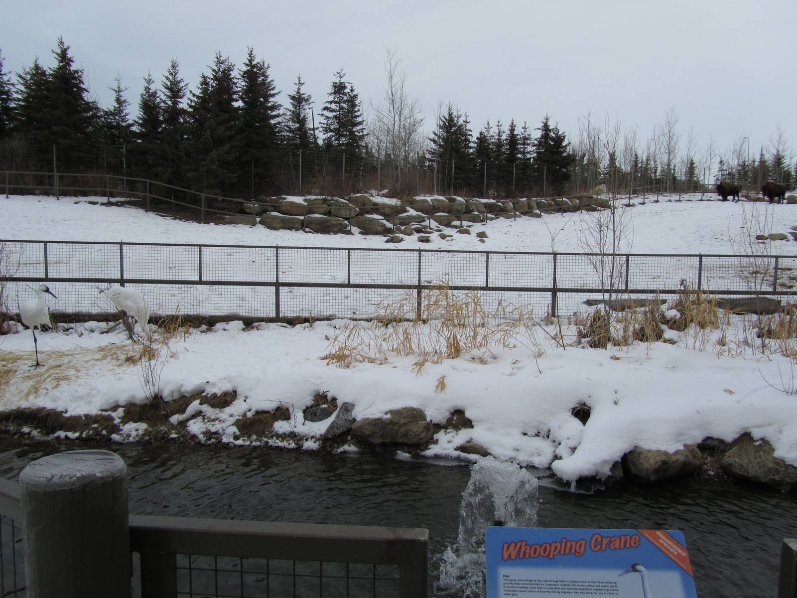Whooping Crane and Woods Bison Dec 26