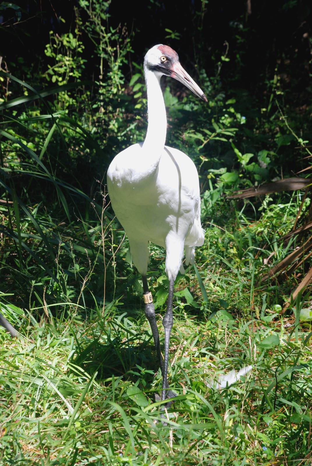 Whooping Crane at Jacksonville, 10/10/13