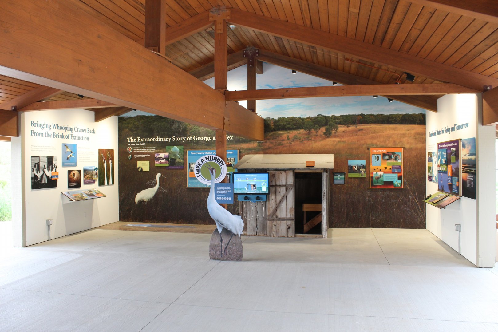 Whooping Crane Display