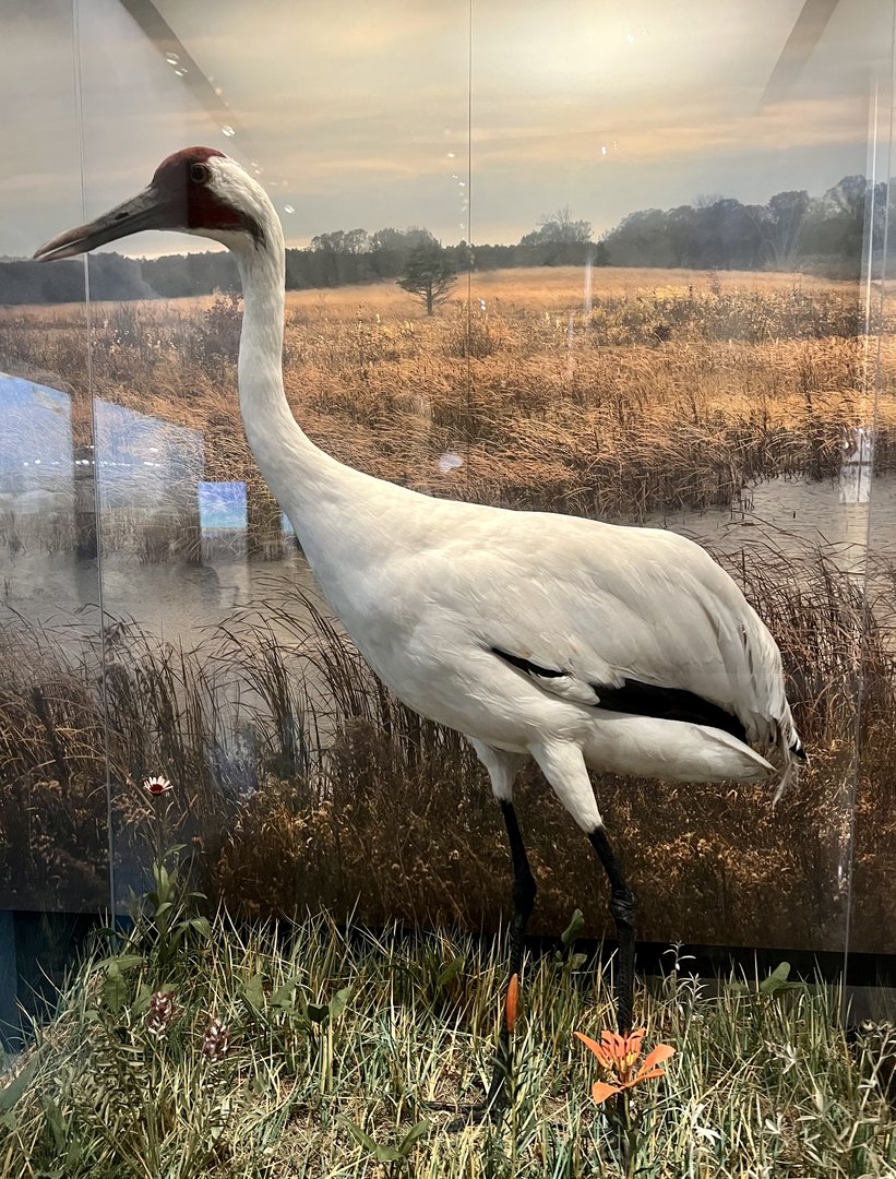 Whooping Crane Display