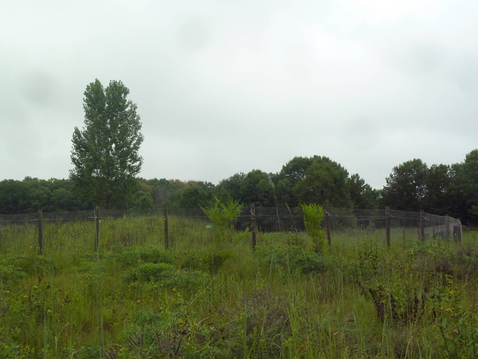 Whooping Crane Exhibit - Viewing Area