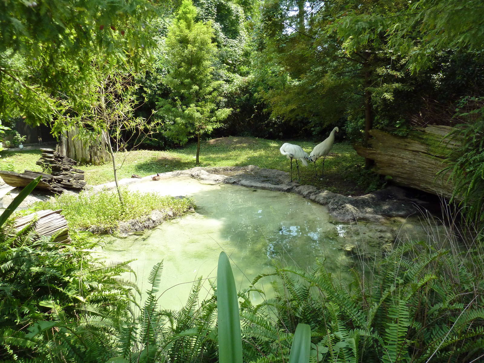 Whooping Crane Exhibit