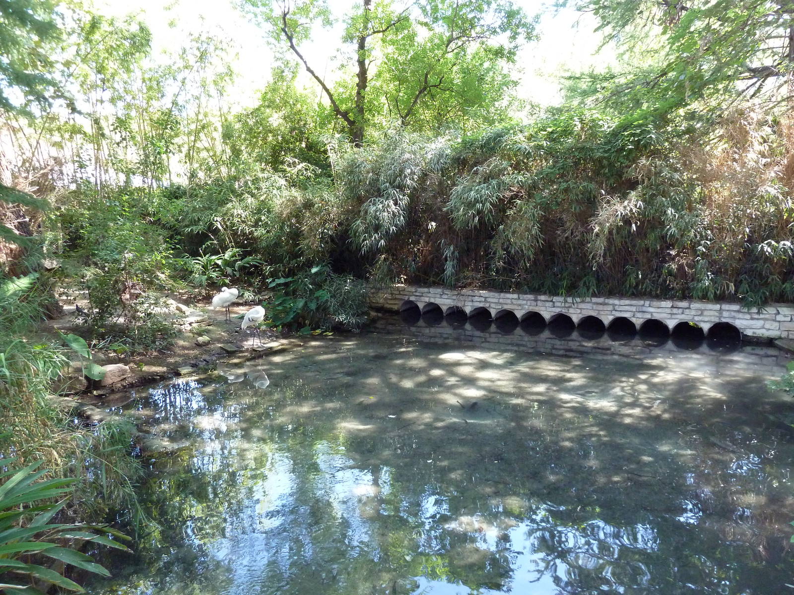 Whooping Crane Exhibit