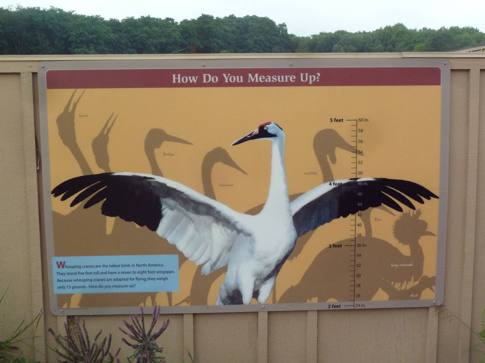 Whooping Crane Exhibit