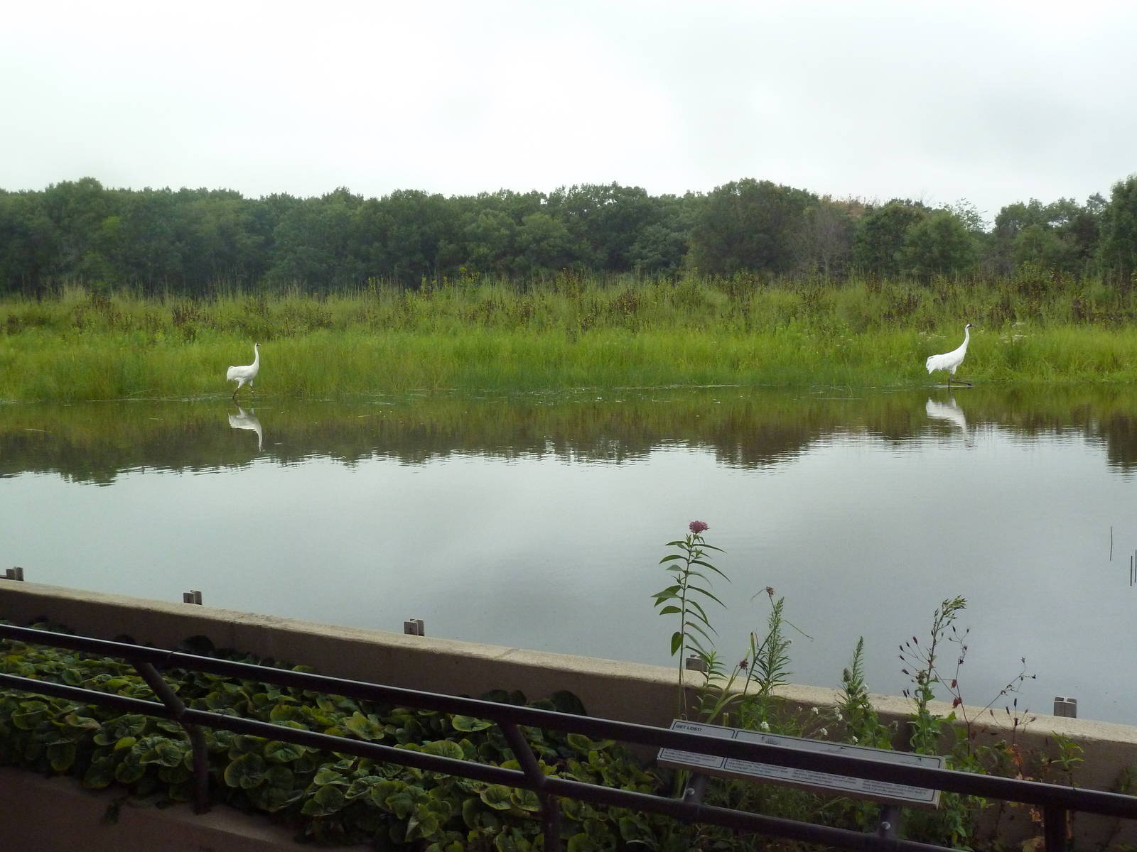 Whooping Crane Exhibit