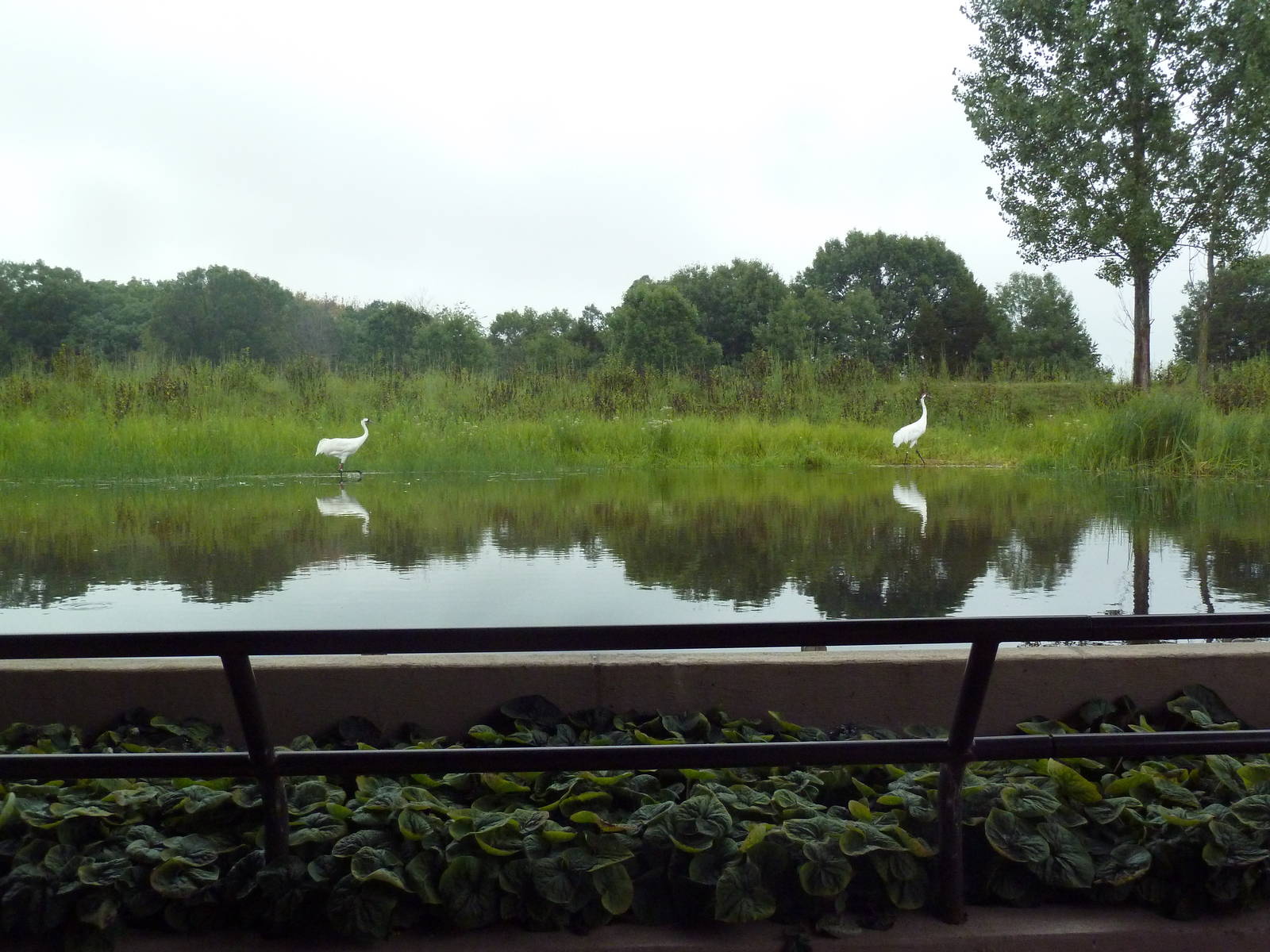Whooping Crane Exhibit