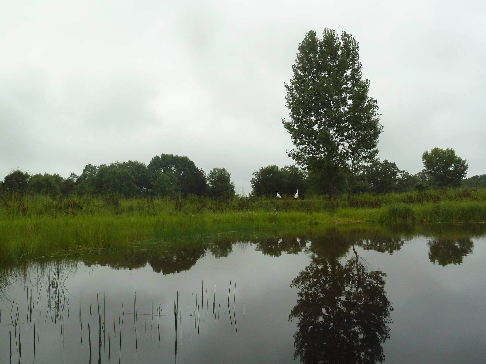 Whooping Crane Exhibit