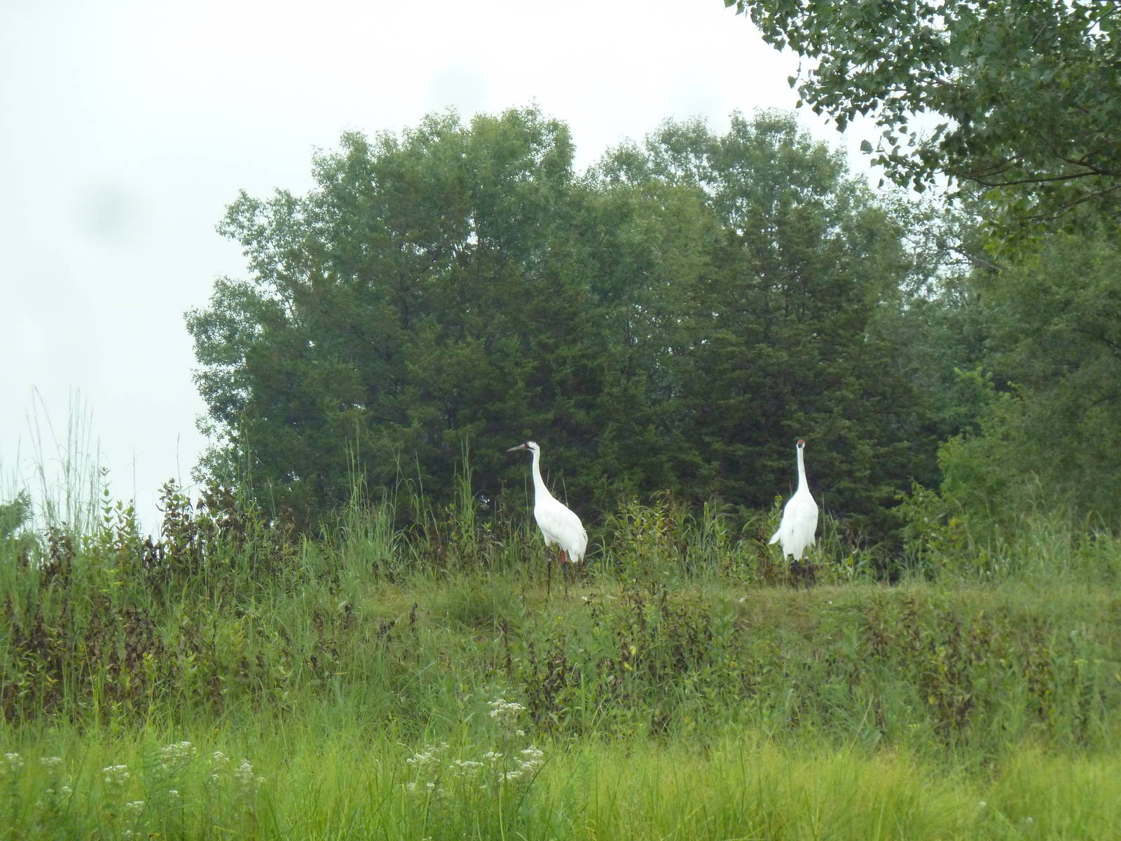 Whooping Crane Exhibit