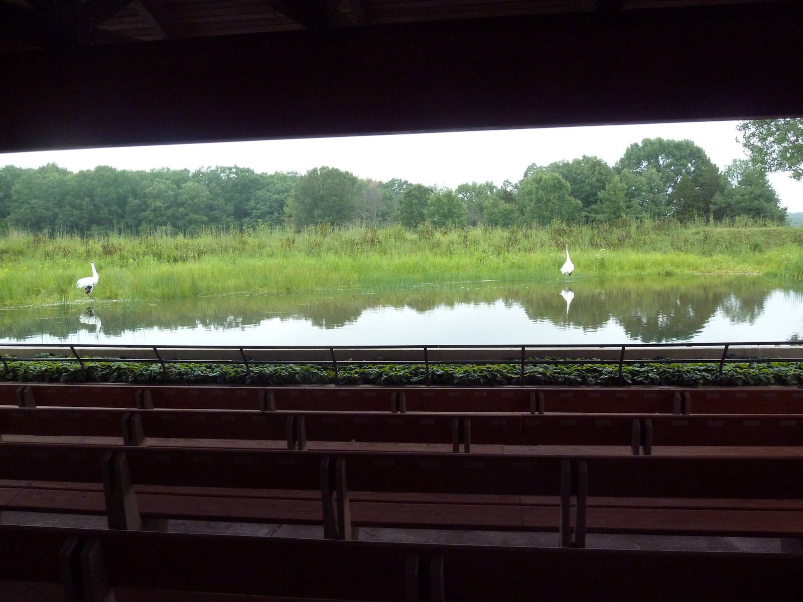 Whooping Crane Exhibit