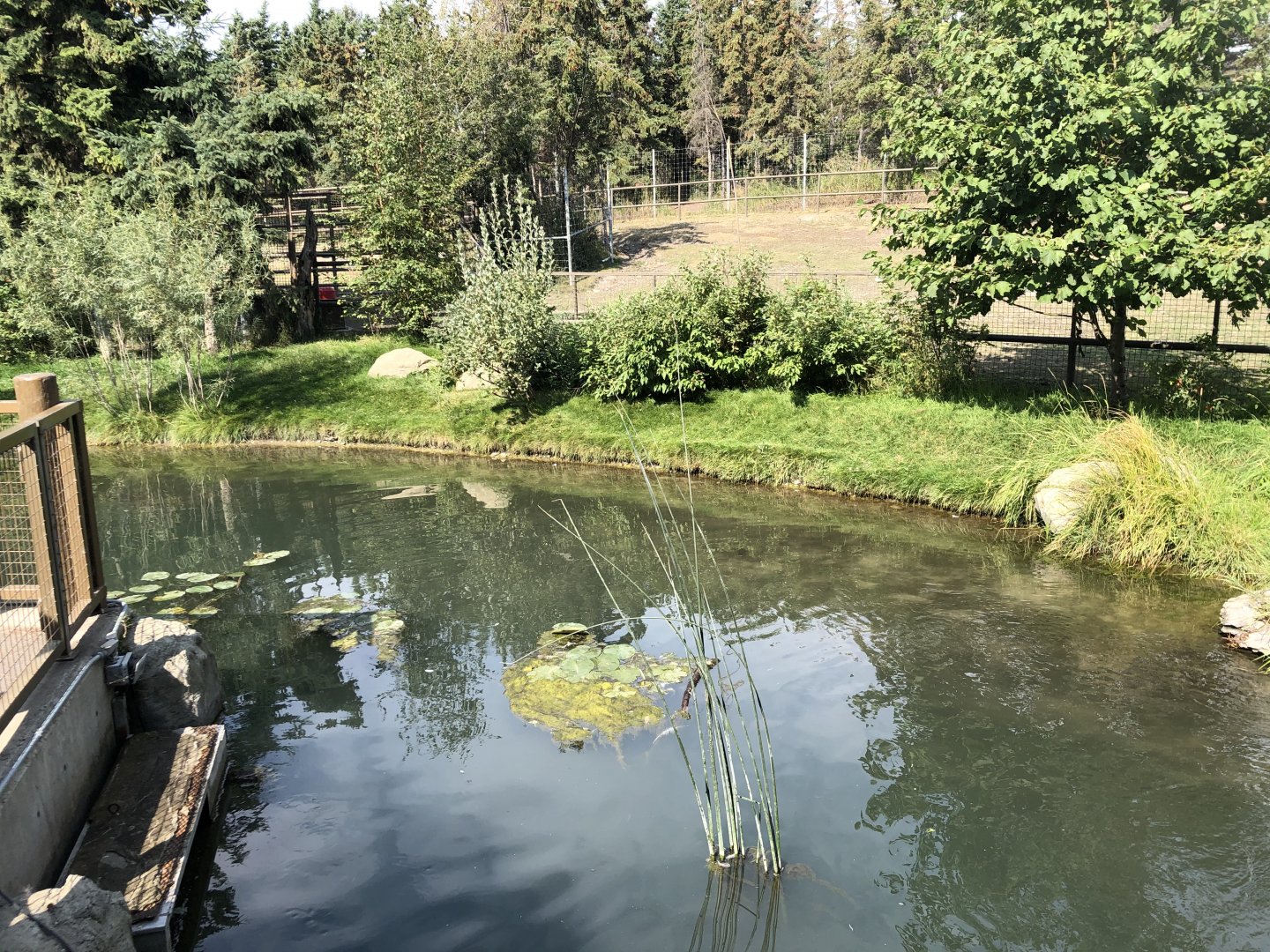 Whooping Crane Exhibit