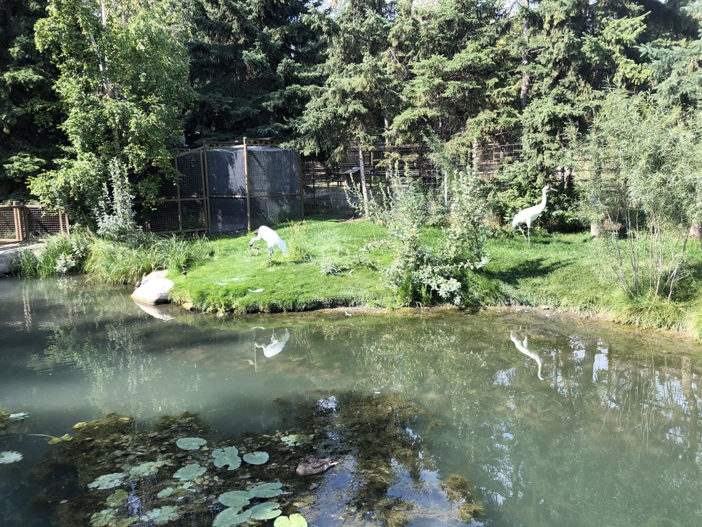 Whooping Crane Exhibit