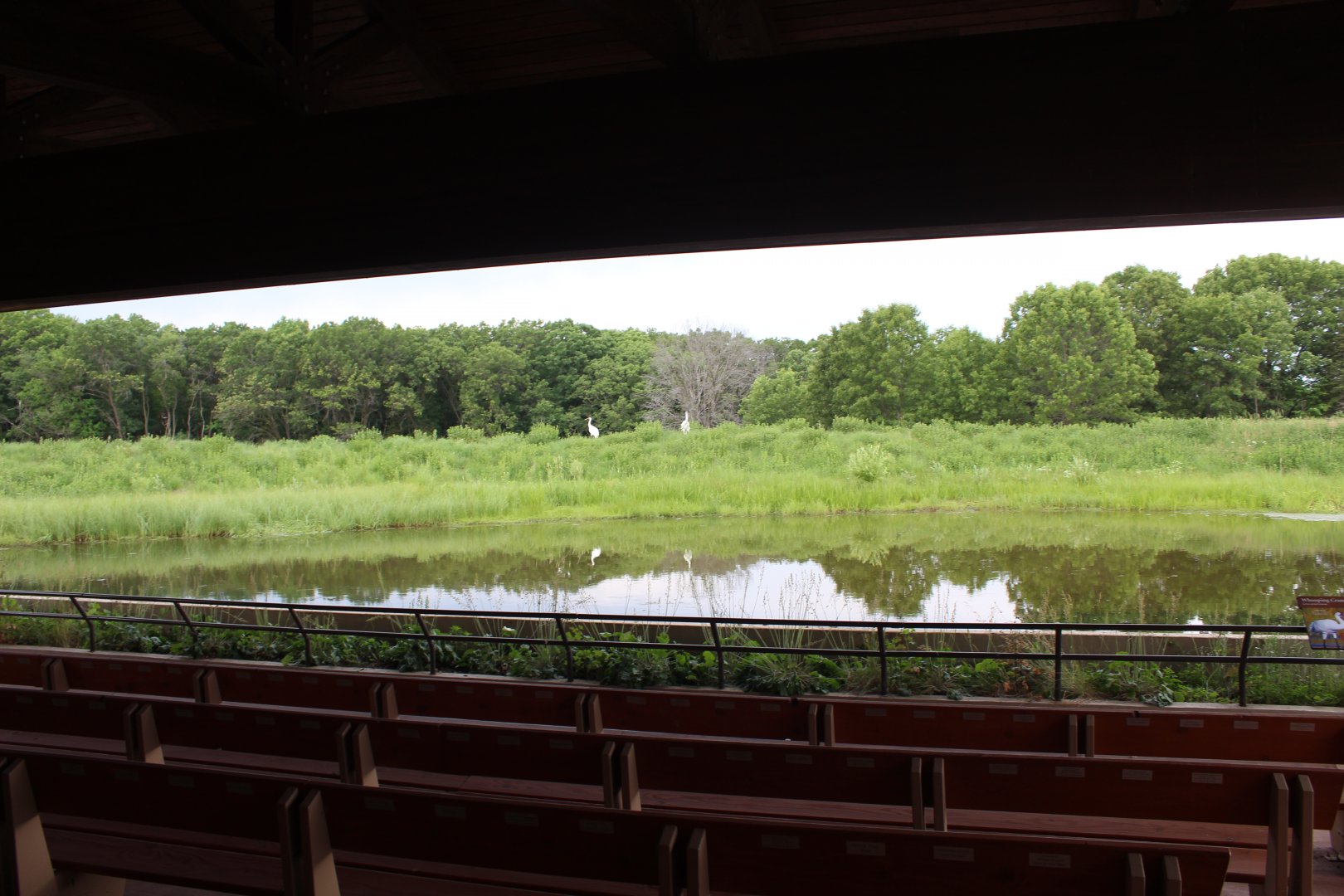 Whooping Crane Exhibit